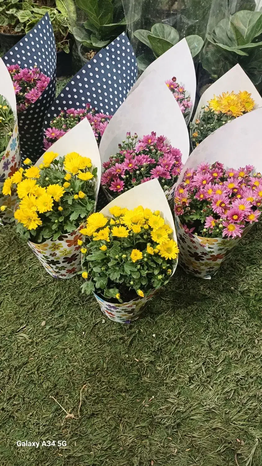 داودی  درجه یک و پر غنچه|گل و گیاه طبیعی|بسطام, |دیوار