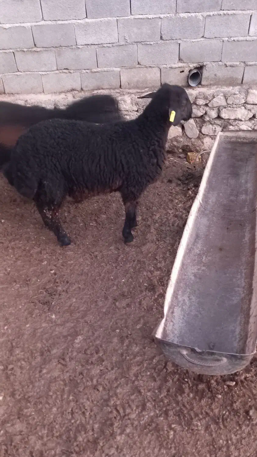 بره قوچ همو|حیوانات مزرعه|شیروان (خراسان), |دیوار