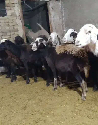 ۷ راس میش پلنگی ابستن|حیوانات مزرعه|بروجرد, |دیوار