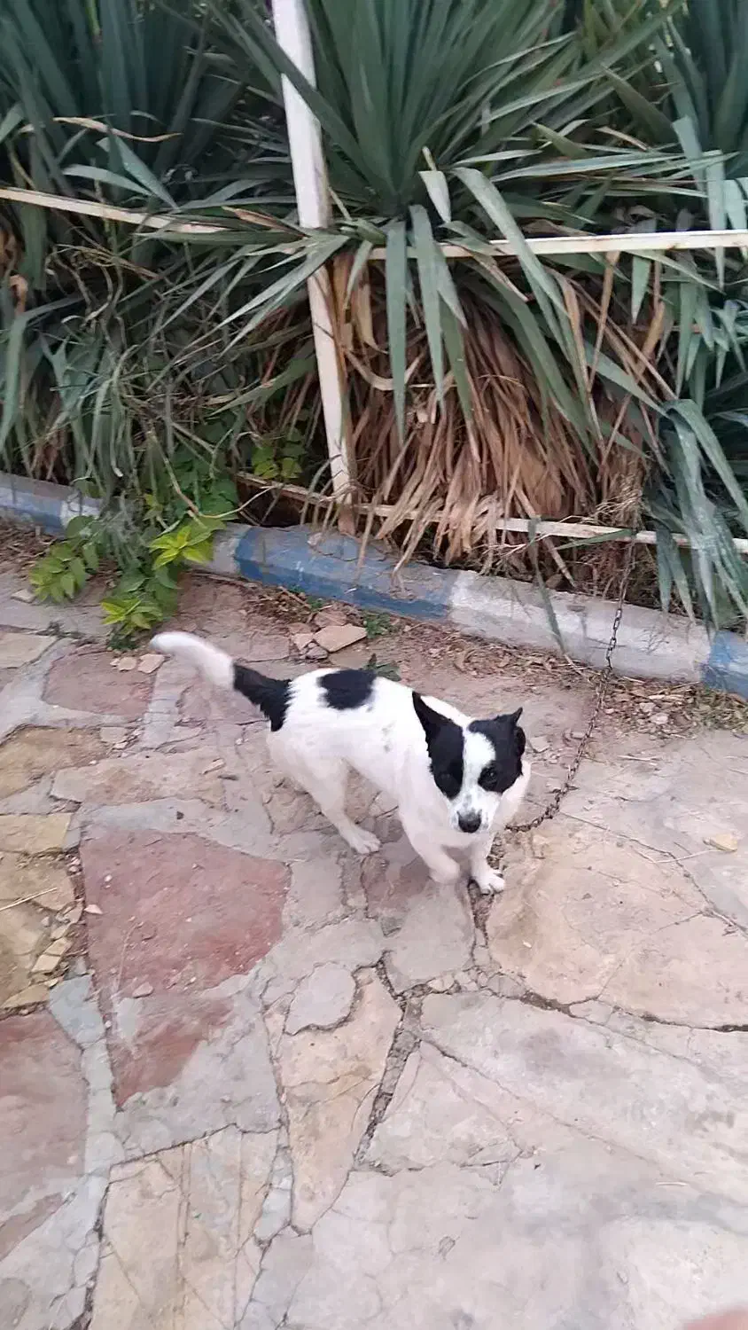 سگ پاکوتا ماده|سگ|محمدشهر, عباس آباد|دیوار