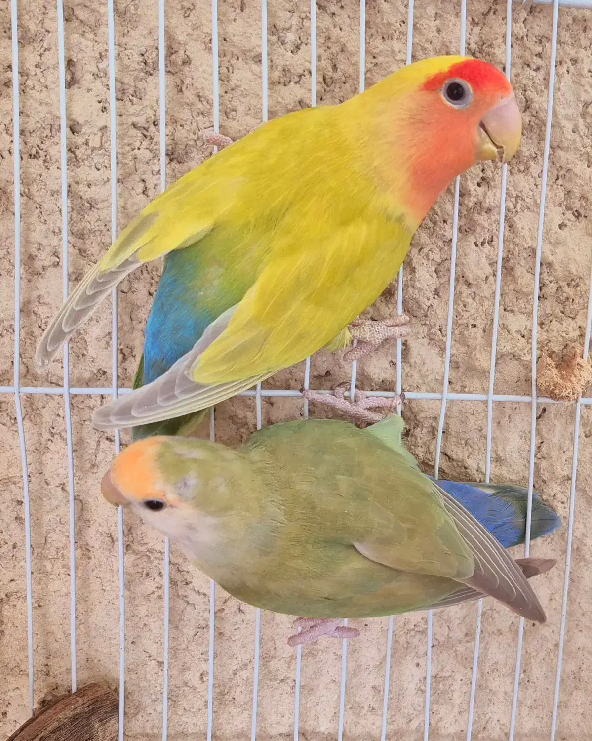 جفت کوتوله مولد کارداده با قفس|پرنده|قوچان, |دیوار