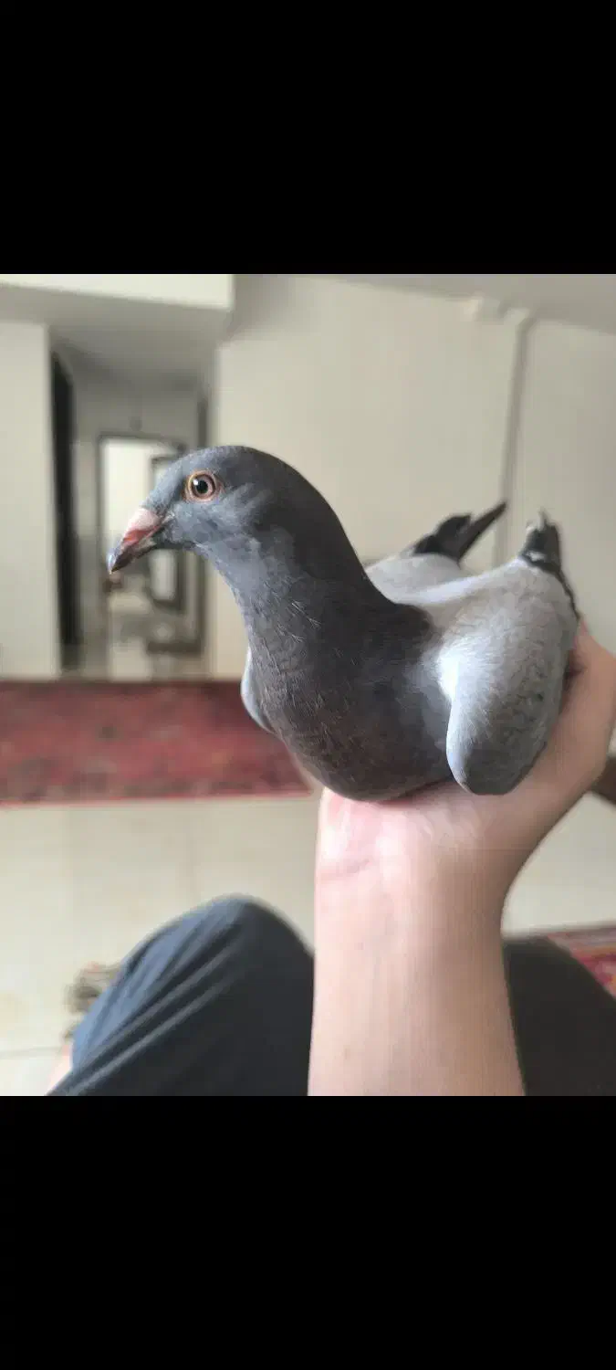 دو تا کبوتر پلاکی مسافتی قیمت توافقی|پرنده|مرودشت, ابوذر جنوبی|دیوار