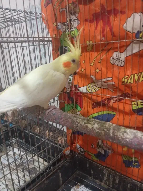 عروس هلندی|پرنده|سهند, |دیوار