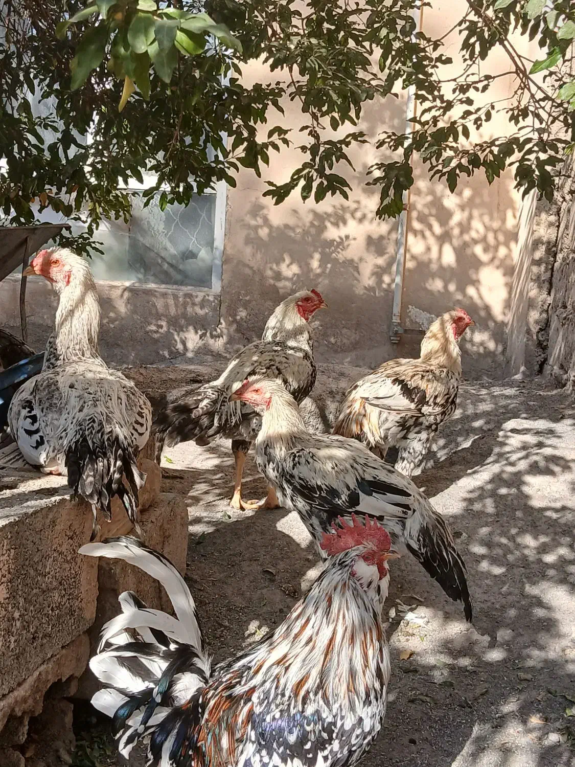 لاری|حیوانات مزرعه|مبارکه, |دیوار