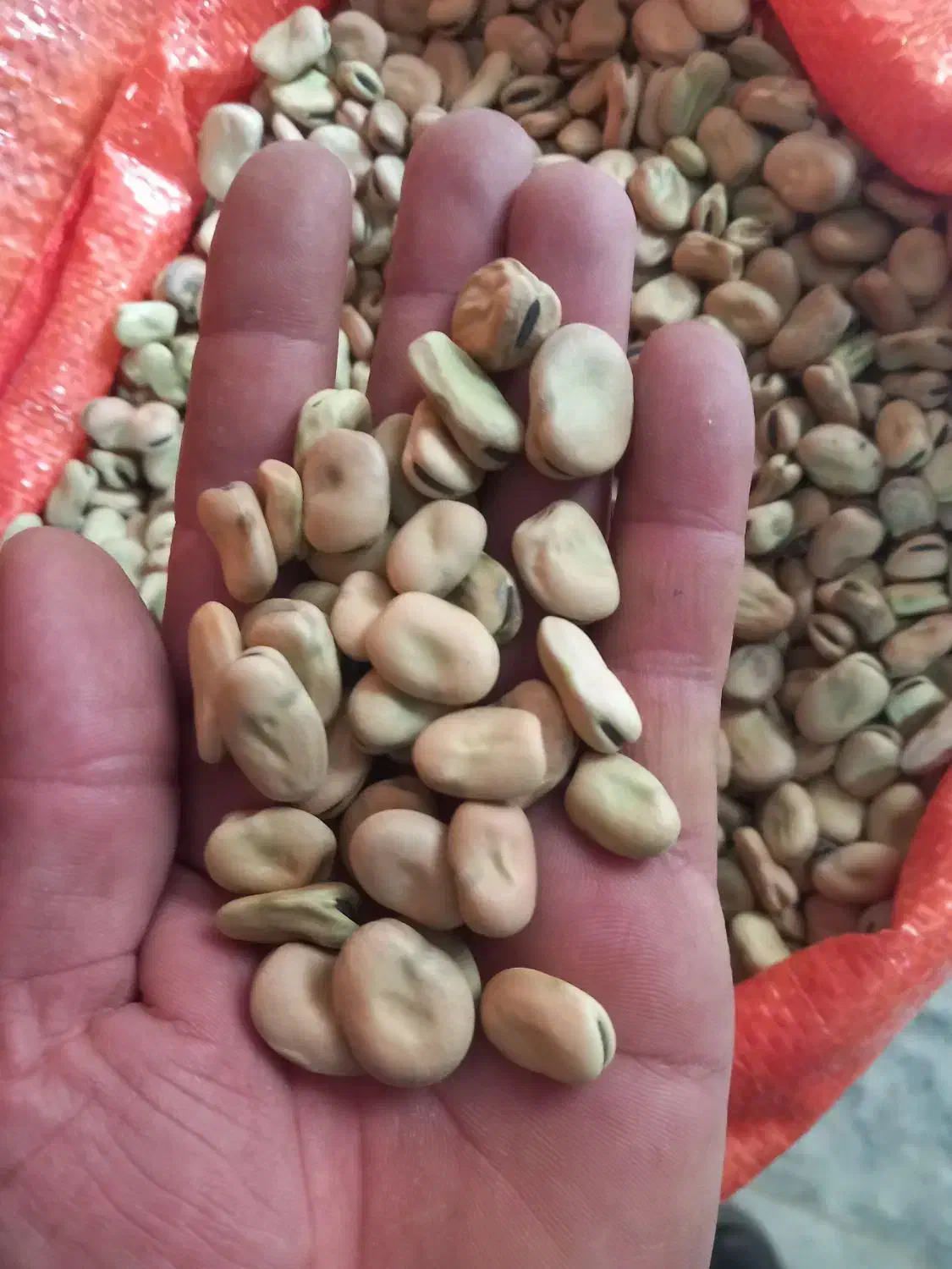 باقالی (باقلا)|خوردنی و آشامیدنی|تهران, جوادیه تهرانپارس|دیوار