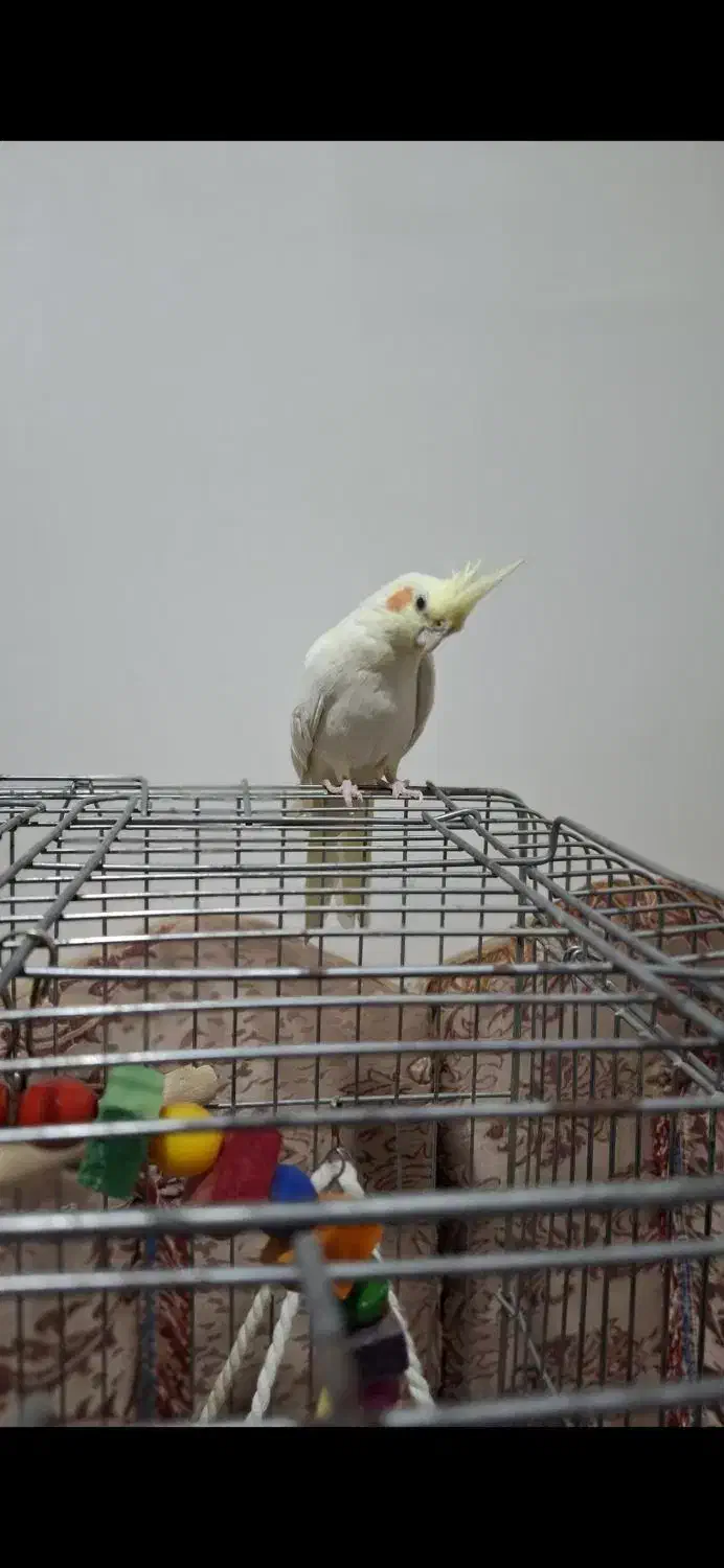 عروس هلندی لوتینو ماده مولد|پرنده|نورآباد, |دیوار