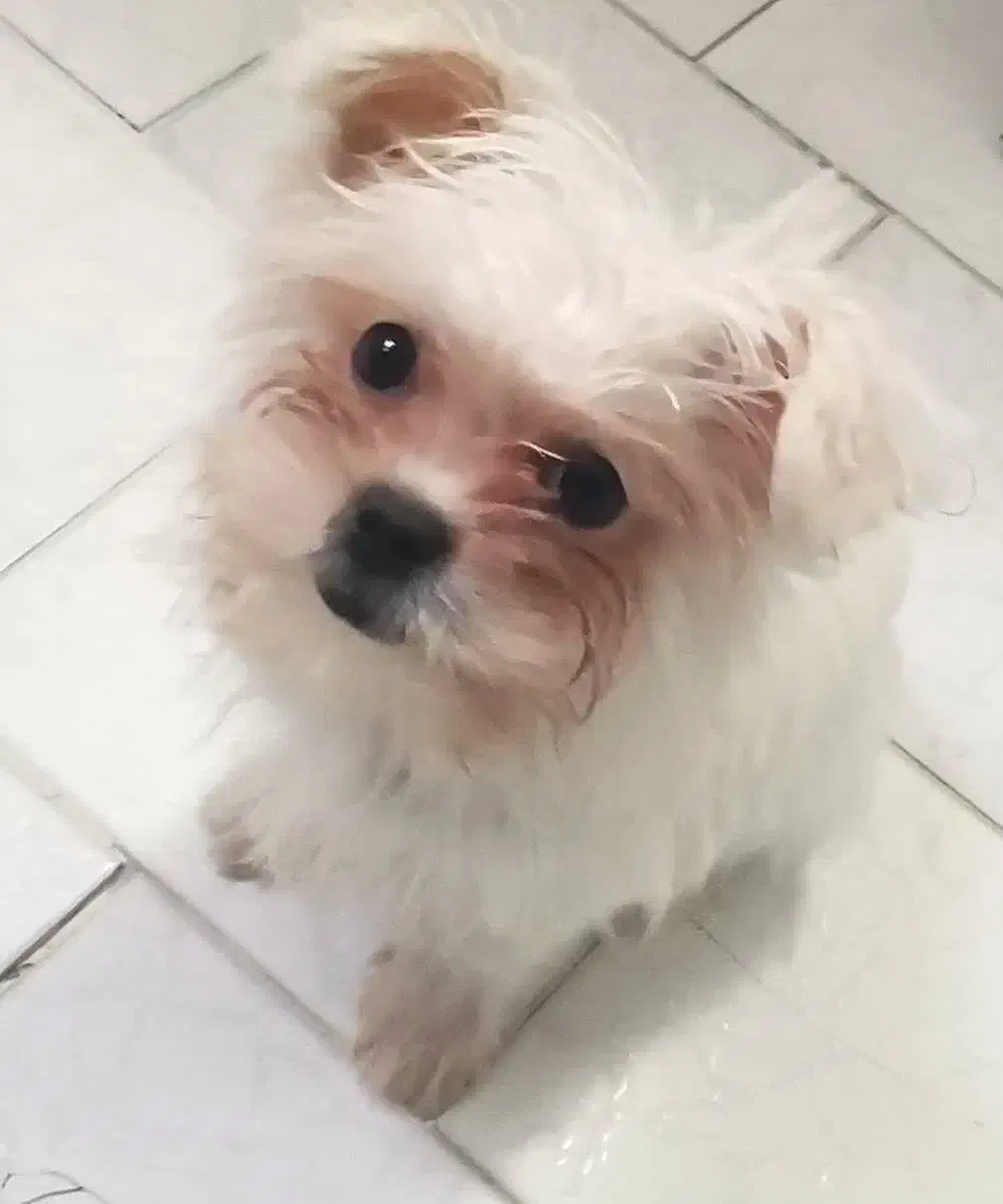 سگ‌مالتیز اصیل ماده ۴ماهه شناسنامه‌دار واکسینه شده|سگ|شاهرود, |دیوار