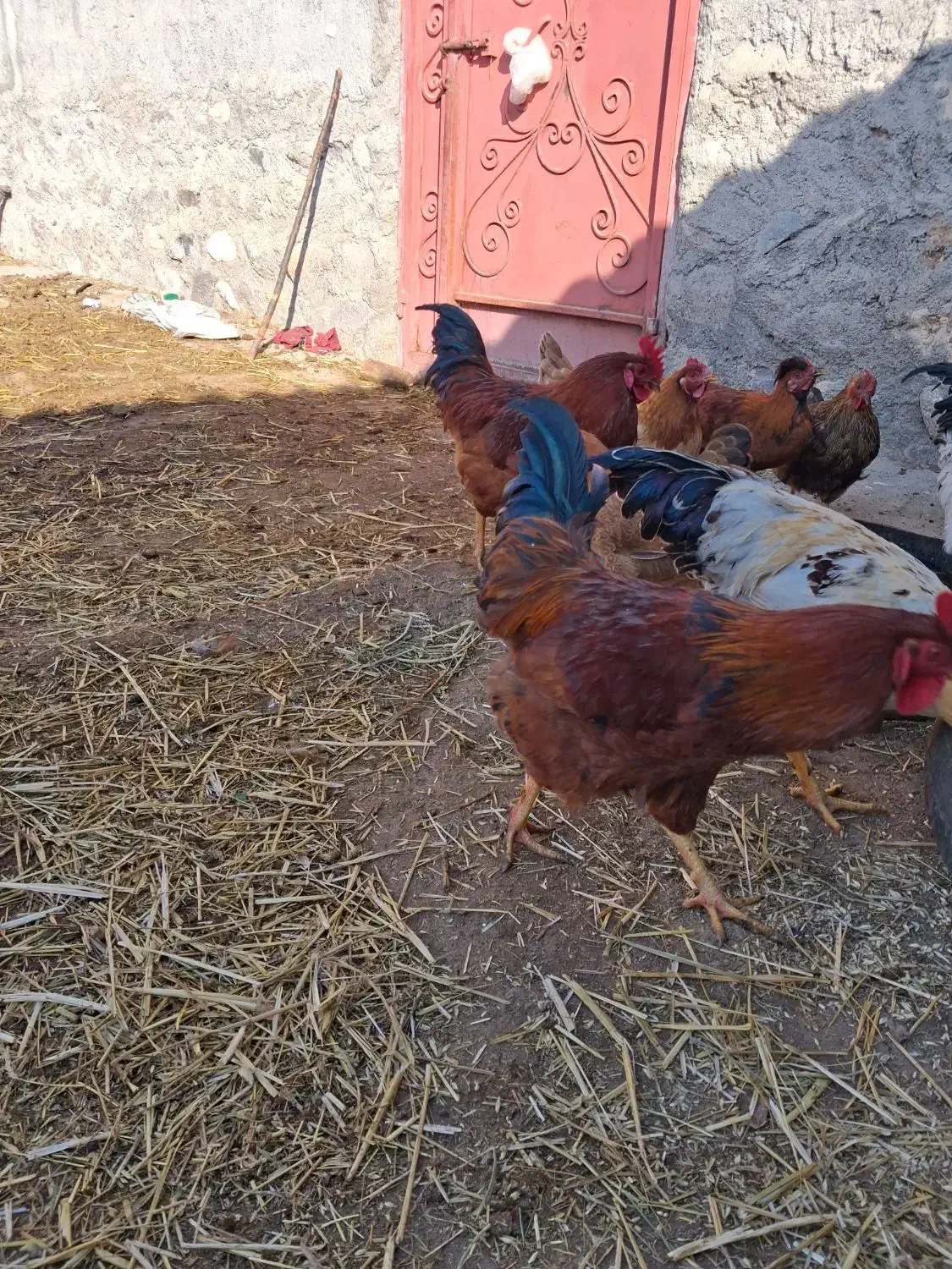 خروس محلی|حیوانات مزرعه|نیر (اردبیل), |دیوار