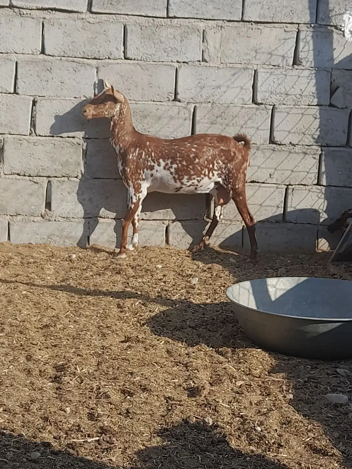 فروش بز صلاله آبستن نزدیک و درجه یک|حیوانات مزرعه|مهران (هرمزگان), |دیوار