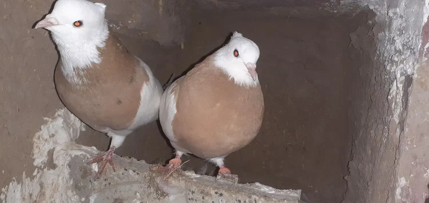 طوقی زرد و زرد خال سیا|پرنده|هلالی, |دیوار