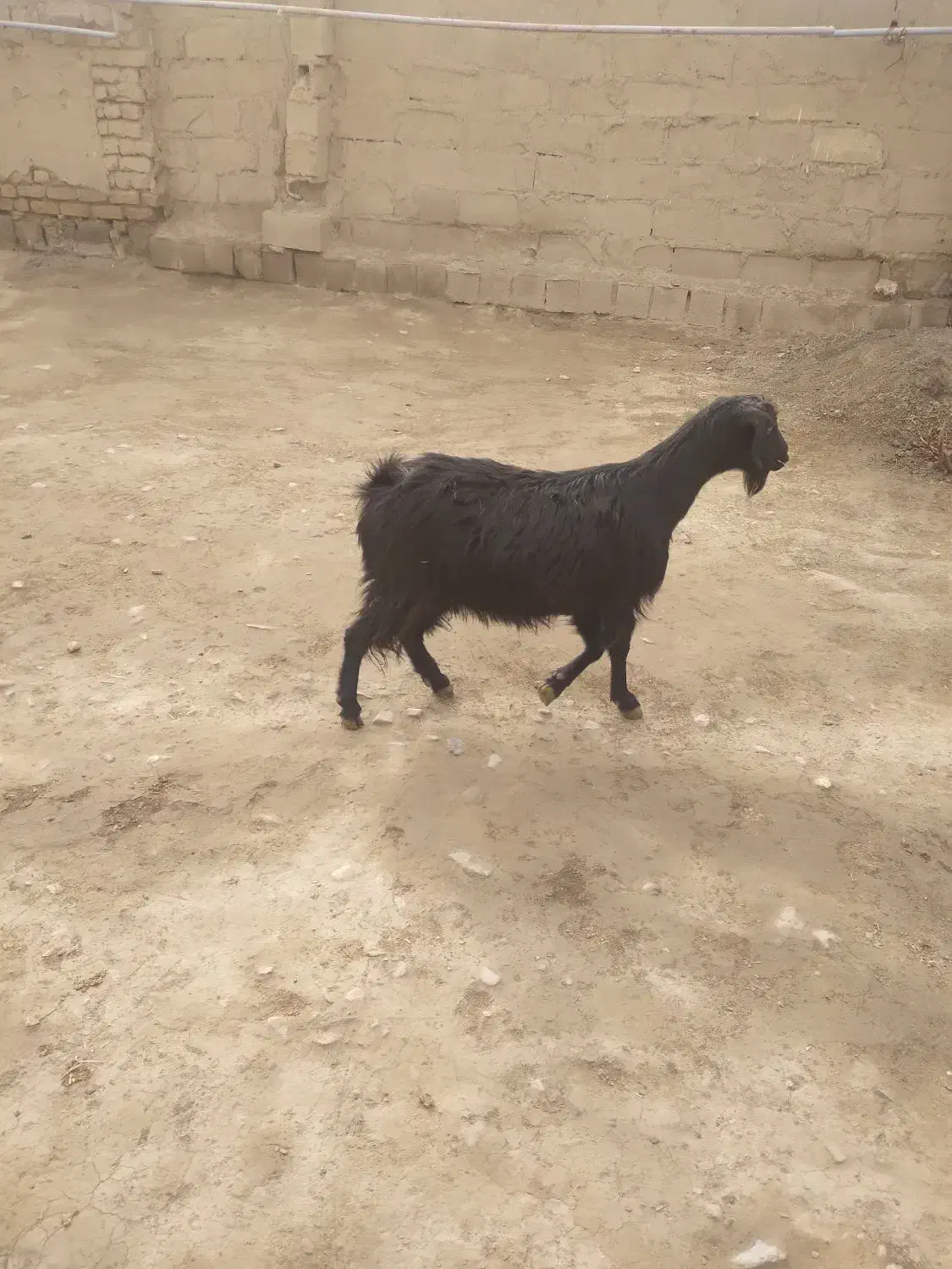 بزابستن جوان بزغاله چاق دارم|حیوانات مزرعه|کنگاور, |دیوار