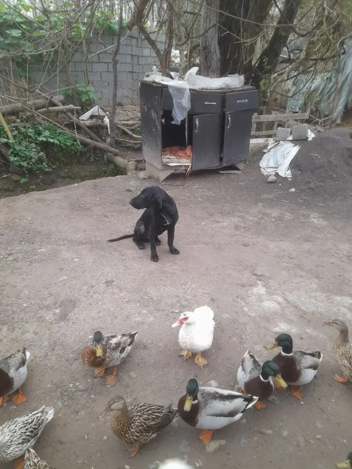 سگ شکاری پوینت|سگ|کوچصفهان, |دیوار