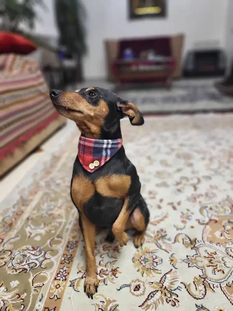 سـگ|سگ|تهران, دربند|دیوار