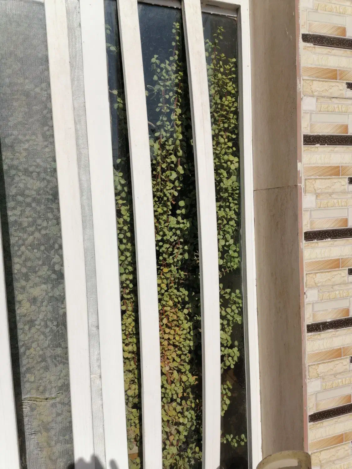 گلدان بسیار بزرگ فروشی|گل و گیاه طبیعی|کرمان, |دیوار