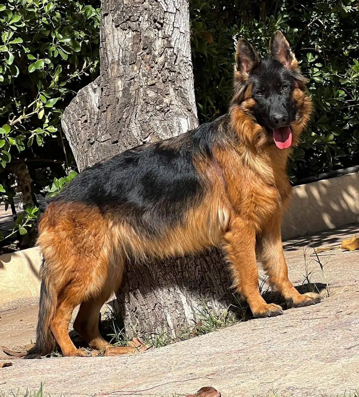 توله سگ ژرمن شولاین|سگ|تهران, حکیمیه|دیوار