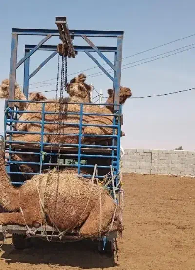 گوشت گوساله و ضعات و آلایش نر و ماده|حیوانات مزرعه|تهران, نیاوران|دیوار