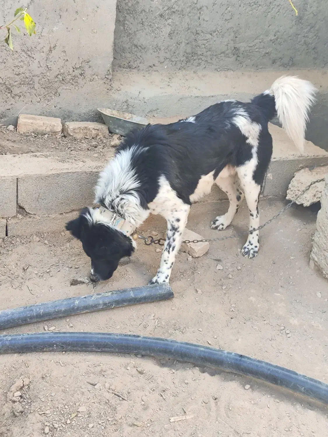 واگذاری سگ نگهبان|سگ|فلاورجان, |دیوار