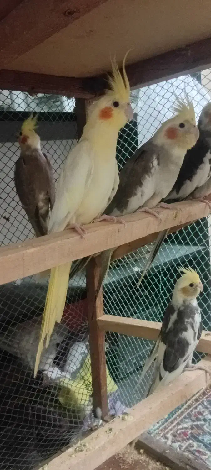 عروس هلندی|پرنده|بندرعباس, |دیوار