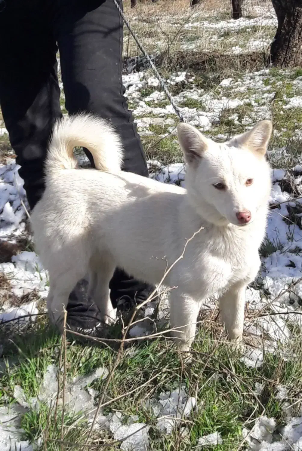 پاکوتا سرابی|سگ|مشکیندشت, |دیوار