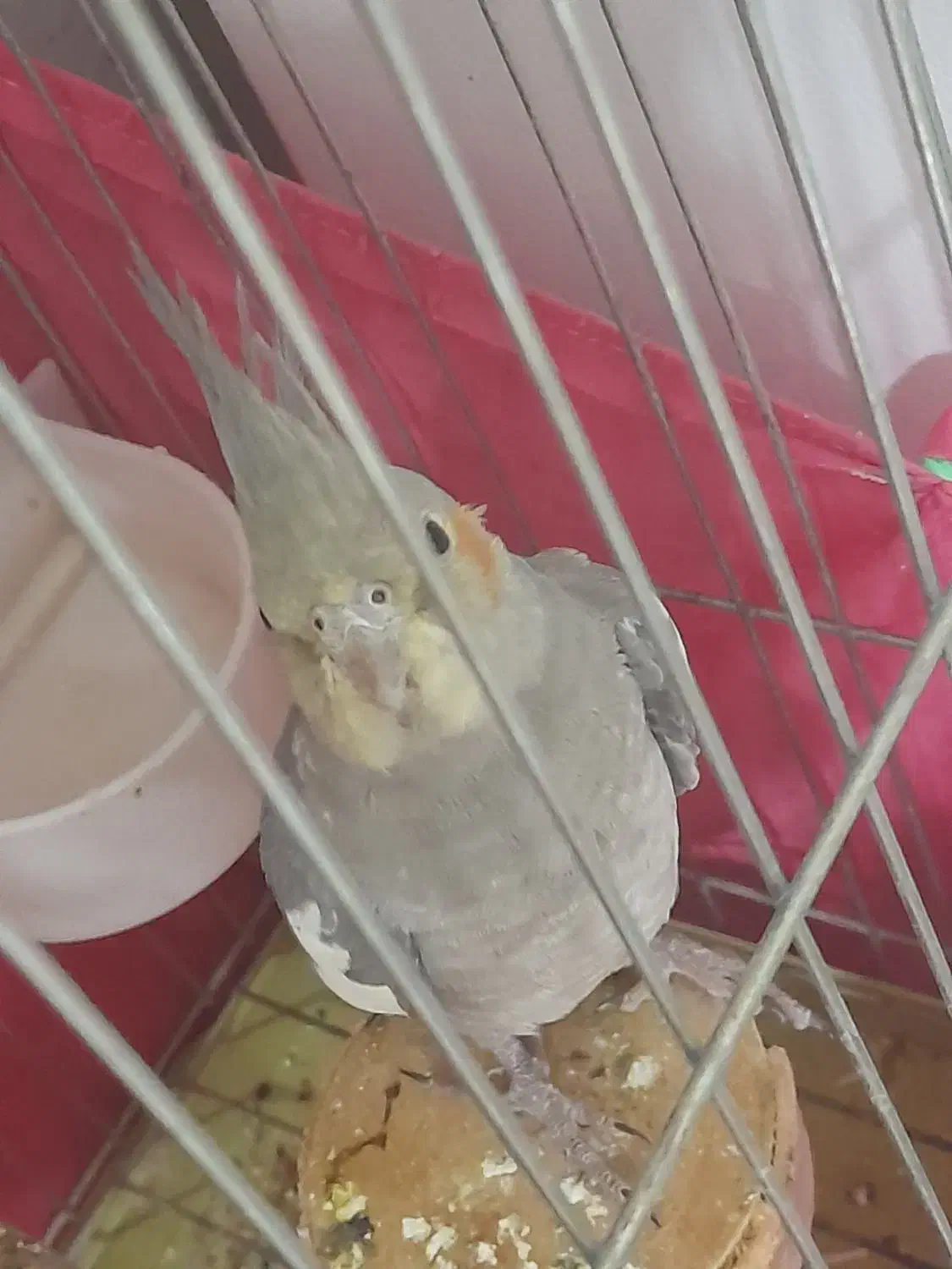 عروس هلندی|پرنده|صباشهر, |دیوار