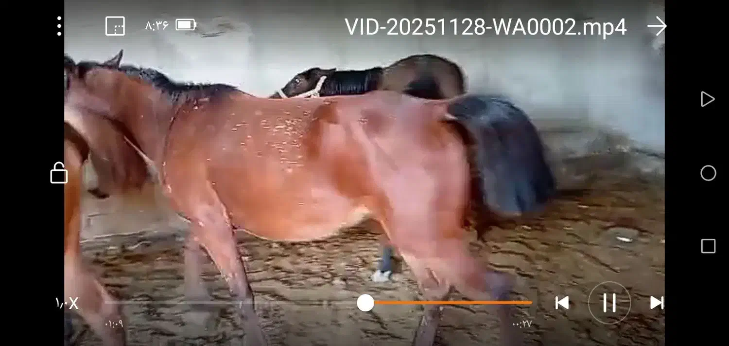 سه تامادیون|اسب و تجهیزات اسبسواری|جره و بالاده, |دیوار