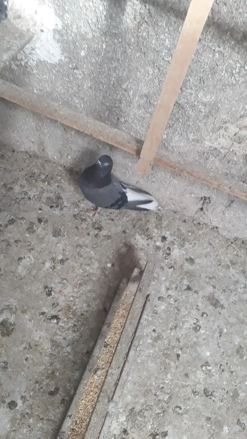 گفتر پرشی|پرنده|شهر ری, دولتآباد|دیوار