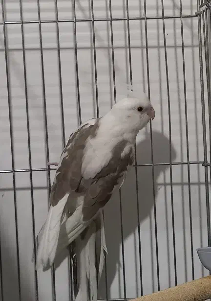 عروس هلندی|پرنده|محمدشهر, محمدشهر|دیوار