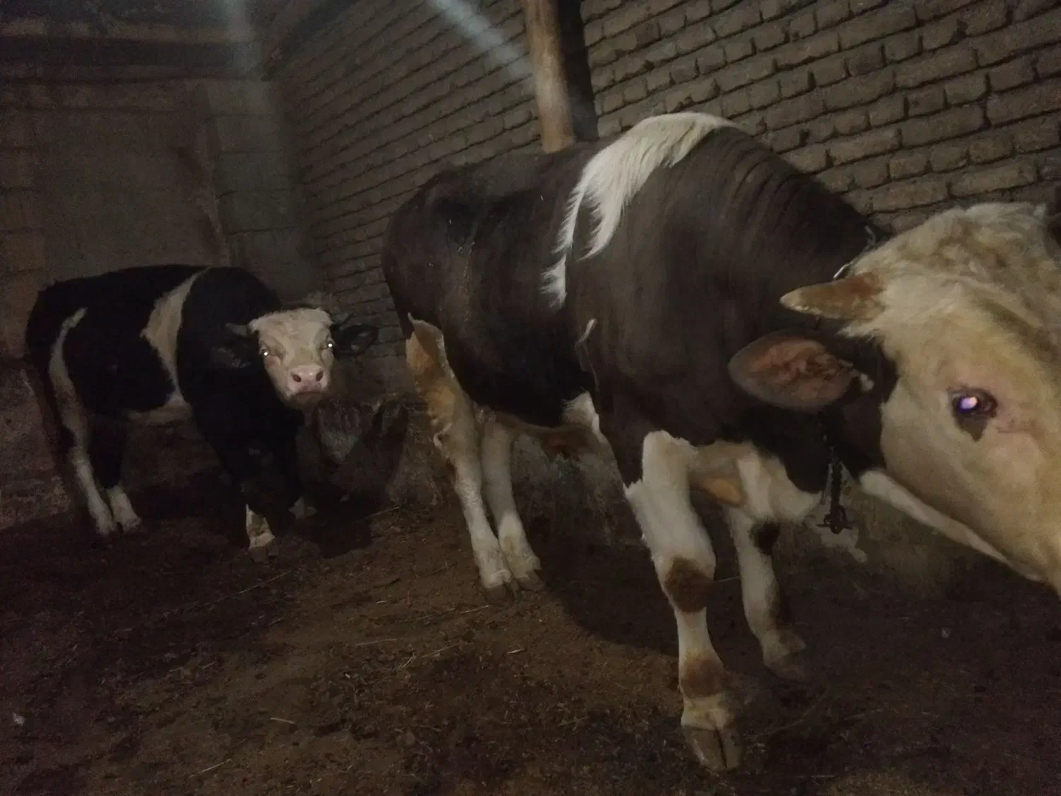 گوساله|حیوانات مزرعه|قره ضیاالدین, |دیوار