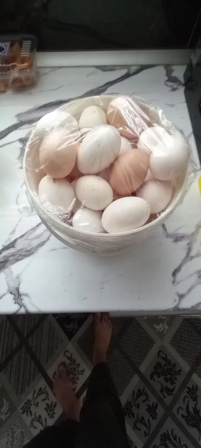 تخم مرغ خانگی بومی|خوردنی و آشامیدنی|حبیب آباد, |دیوار