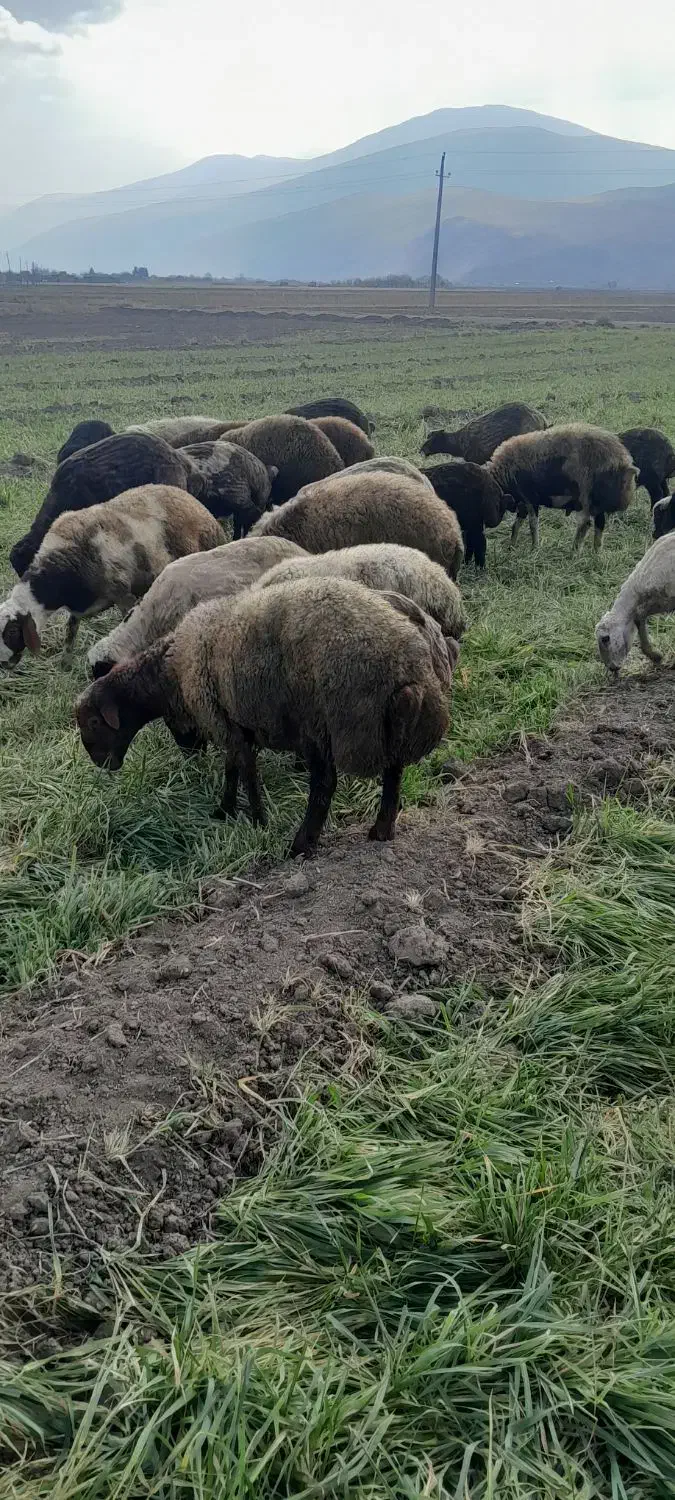 بره چاق ارگانیک|حیوانات مزرعه|دینور, |دیوار