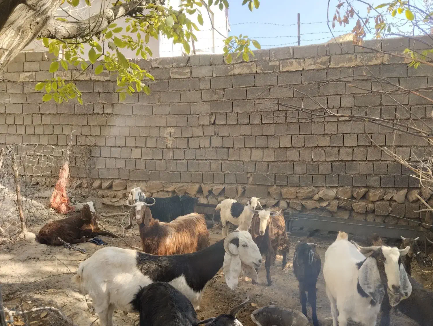 فروش بز بزغاله|حیوانات مزرعه|سیوان, |دیوار