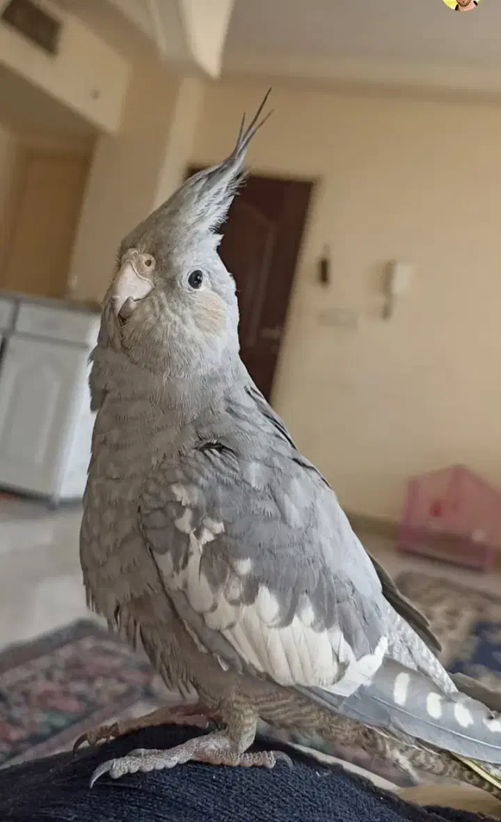 گمشده|حیوانات|تهران, تختی|دیوار