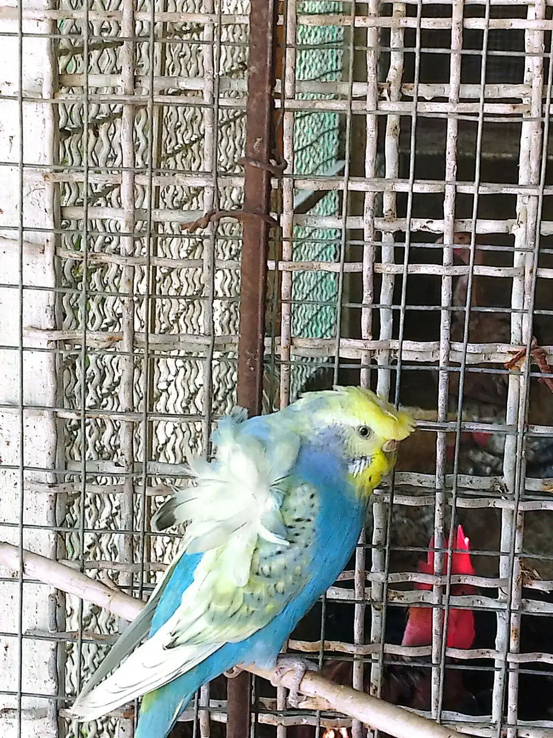 مرغ عشق پروانه‌ای|پرنده|دوگنبدان, |دیوار