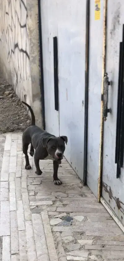 سگ پیتبول|سگ|پاکدشت, پاکدشت (مامازند)|دیوار