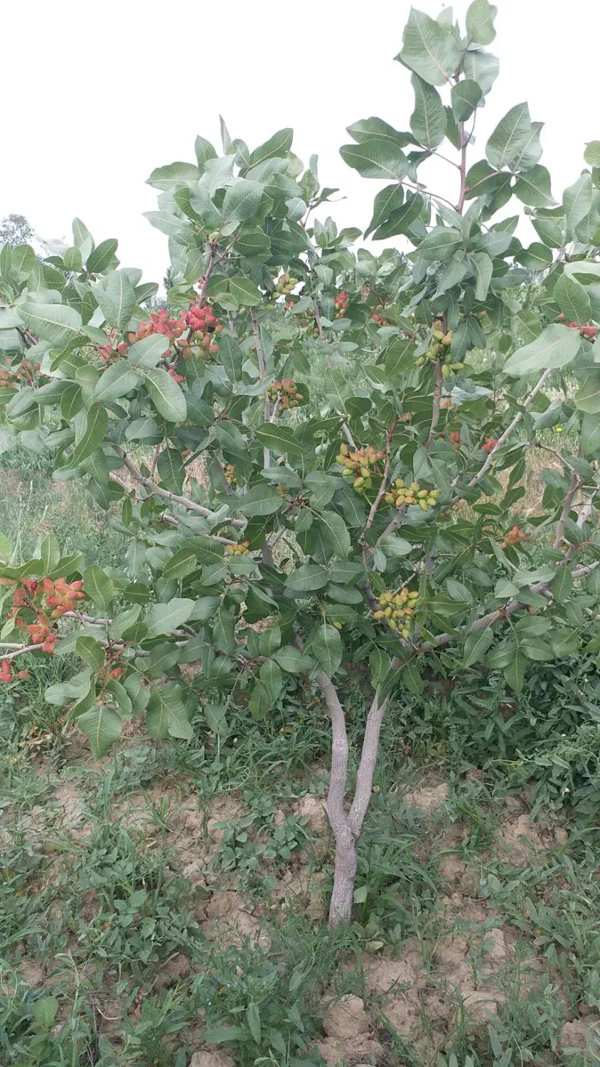 باغ پسته|فروش زمین و ملک کلنگی|انزل, |دیوار