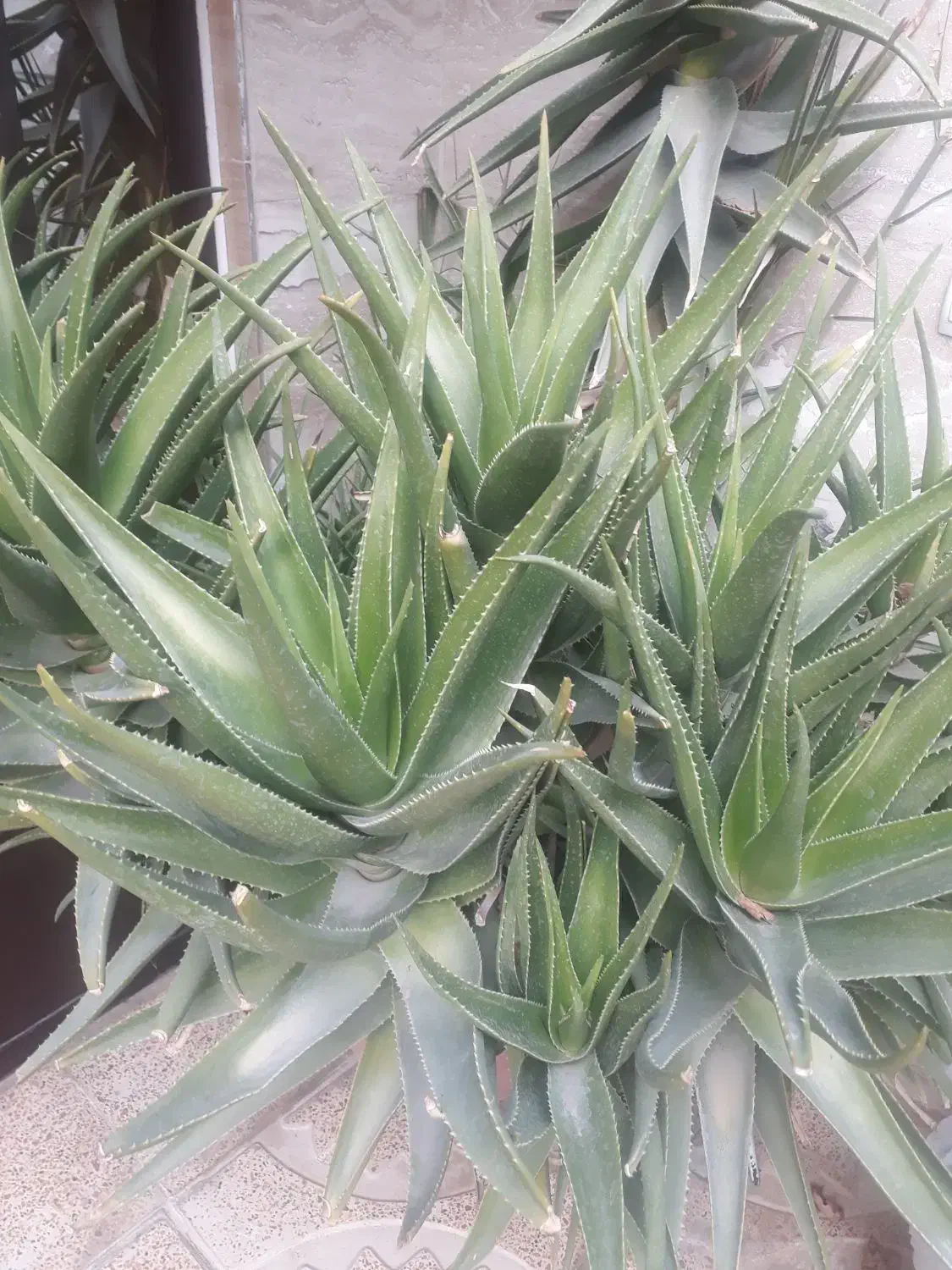 گل بوکا|گل و گیاه طبیعی|بهارستان, |دیوار