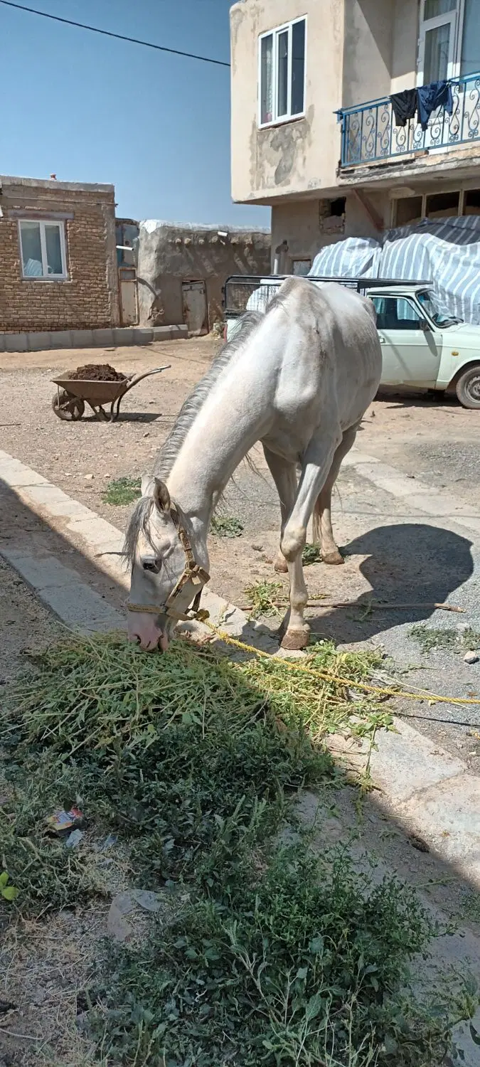 اسب|اسب و تجهیزات اسب‌سواری|دهگلان, |دیوار