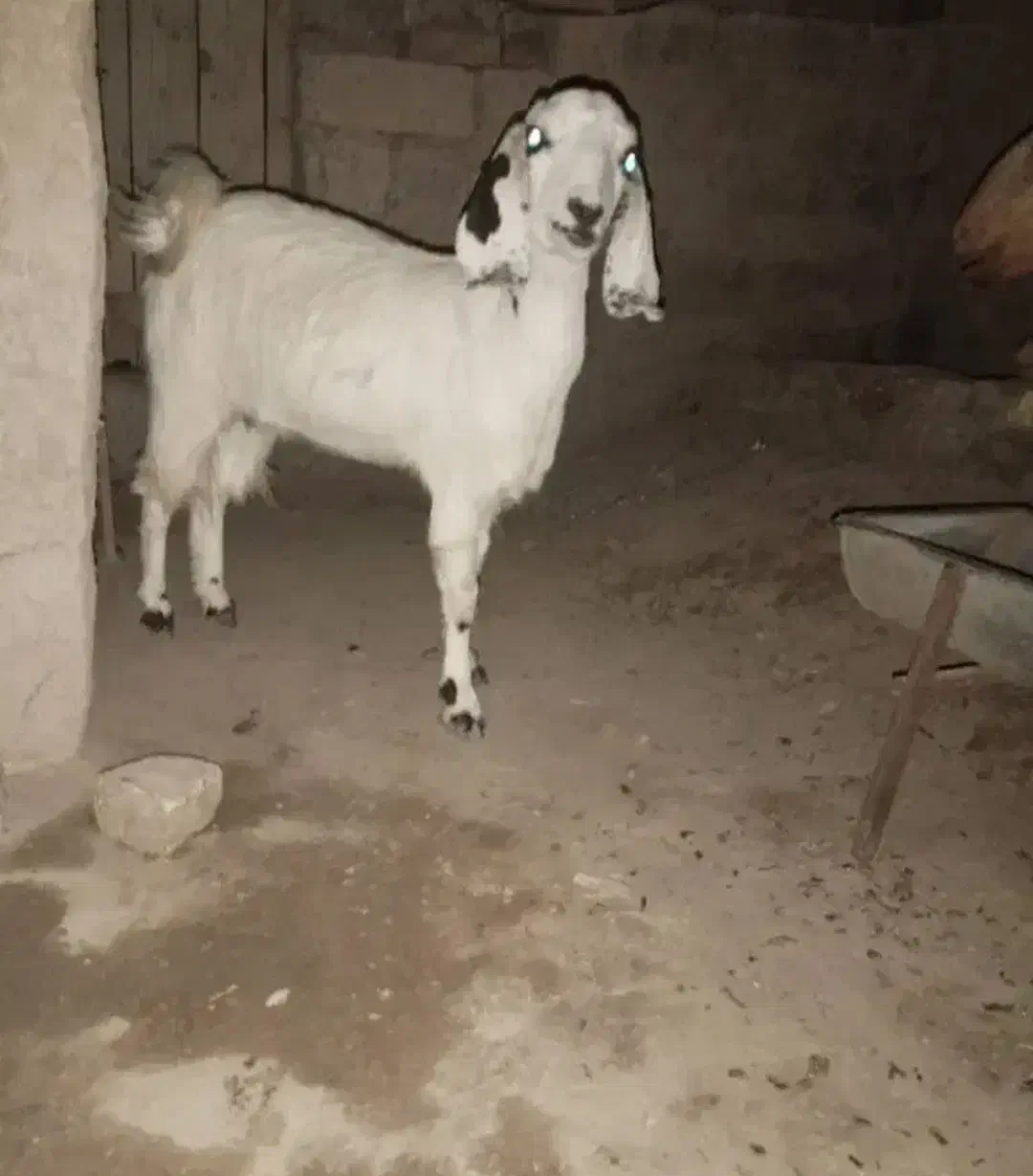 بزمری|حیوانات مزرعه|زابل, |دیوار