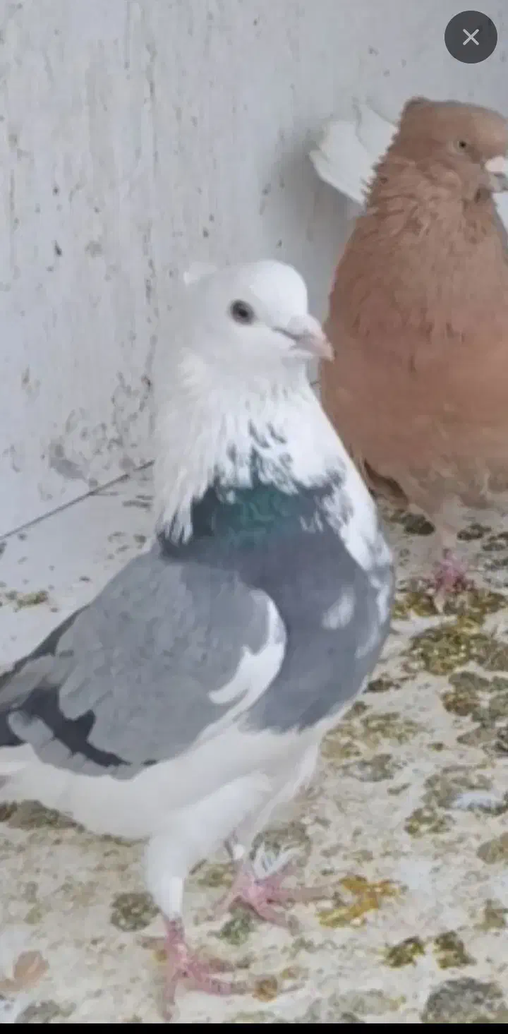 پیداشده پرنده کفتر|حیوانات|پاکدشت, پاکدشت (مامازند)|دیوار