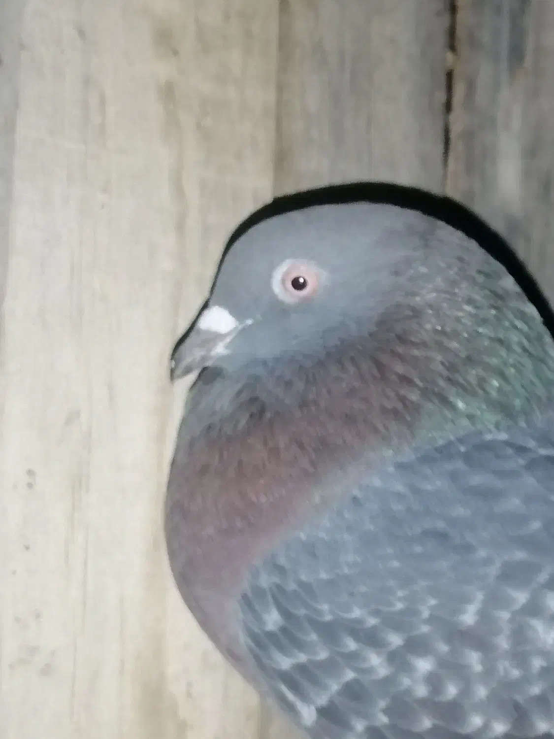 کبوتر|پرنده|بندر کنگان, |دیوار