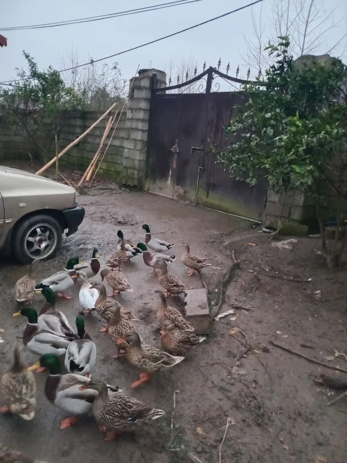 اردکهای پروازی کله سبزترین بالا|حیوانات مزرعه|رودبنه, |دیوار