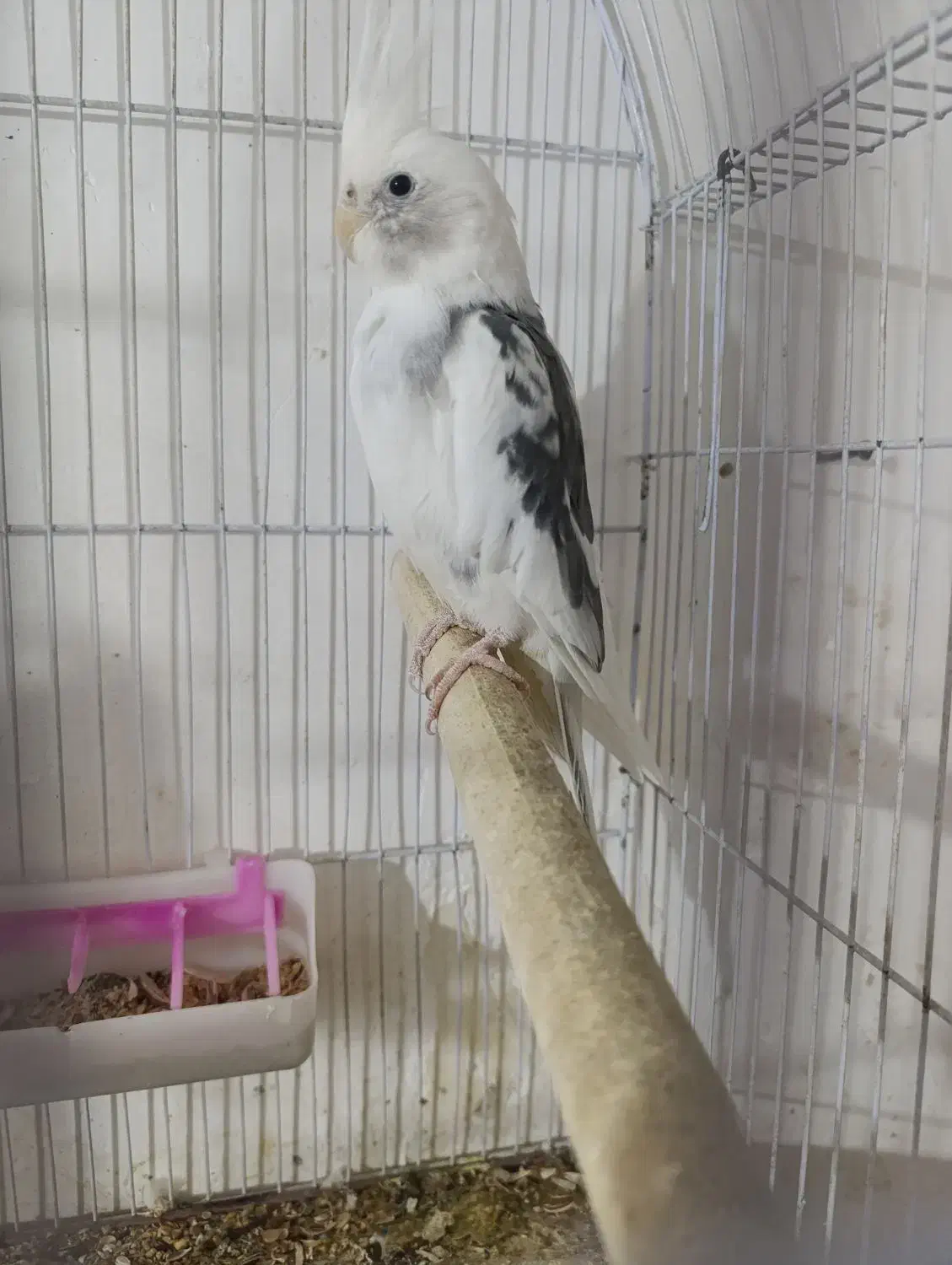 عروس هلندی|پرنده|قم, علی آباد|دیوار