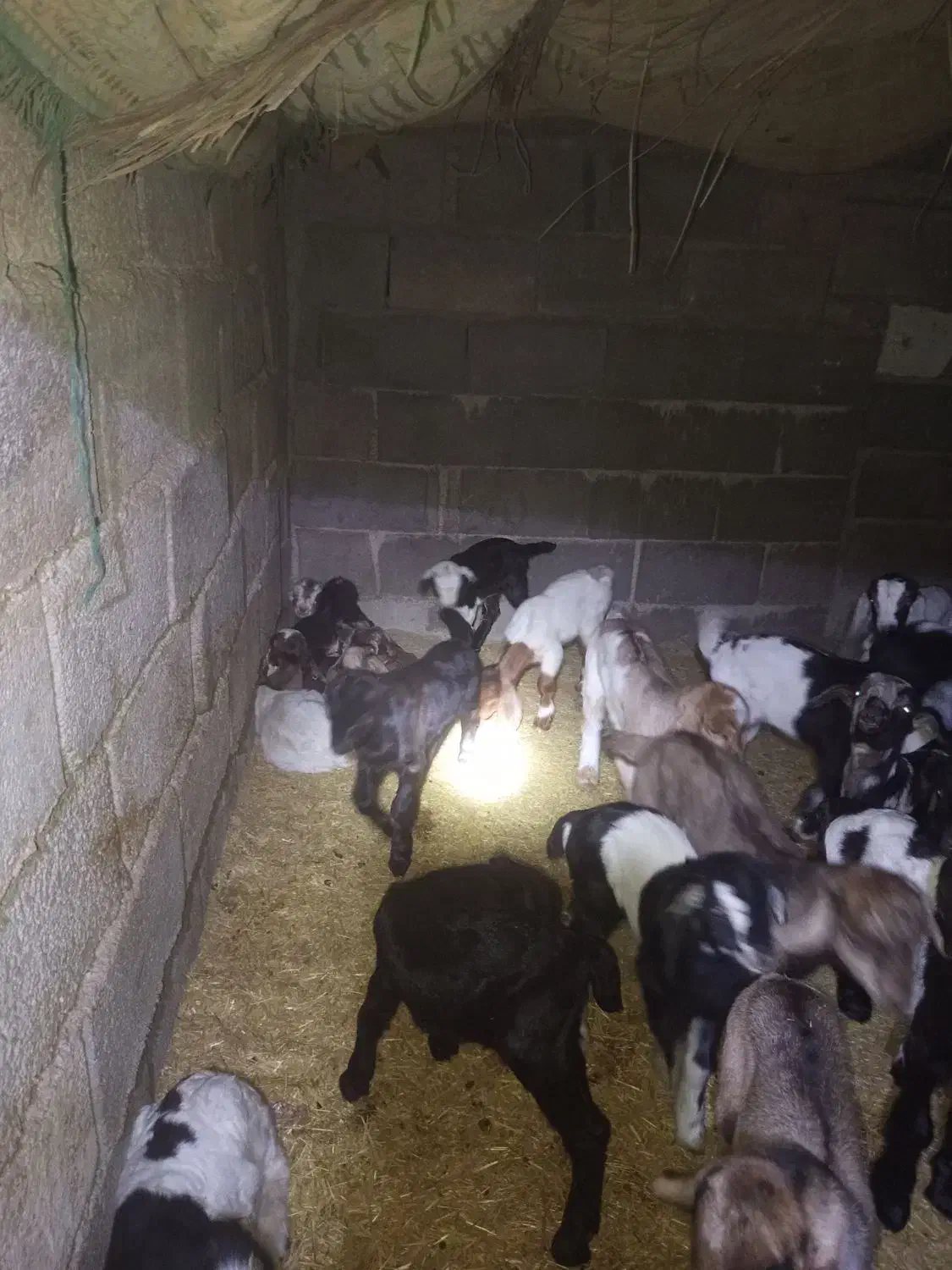 گله بزداشتی همگی جوان و یک دست، کهره دار و آبستن|حیوانات مزرعه|فراشبند, |دیوار