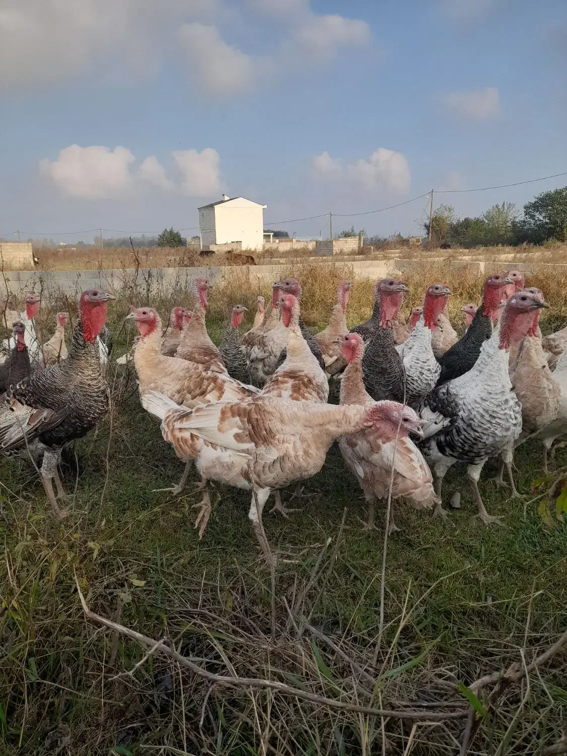 بوقلمون زنده|حیوانات مزرعه|رضوانشهر, |دیوار