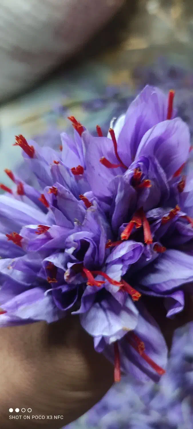 فروش گل زعفران کلی وجزعی|گل و گیاه طبیعی|قائن, |دیوار