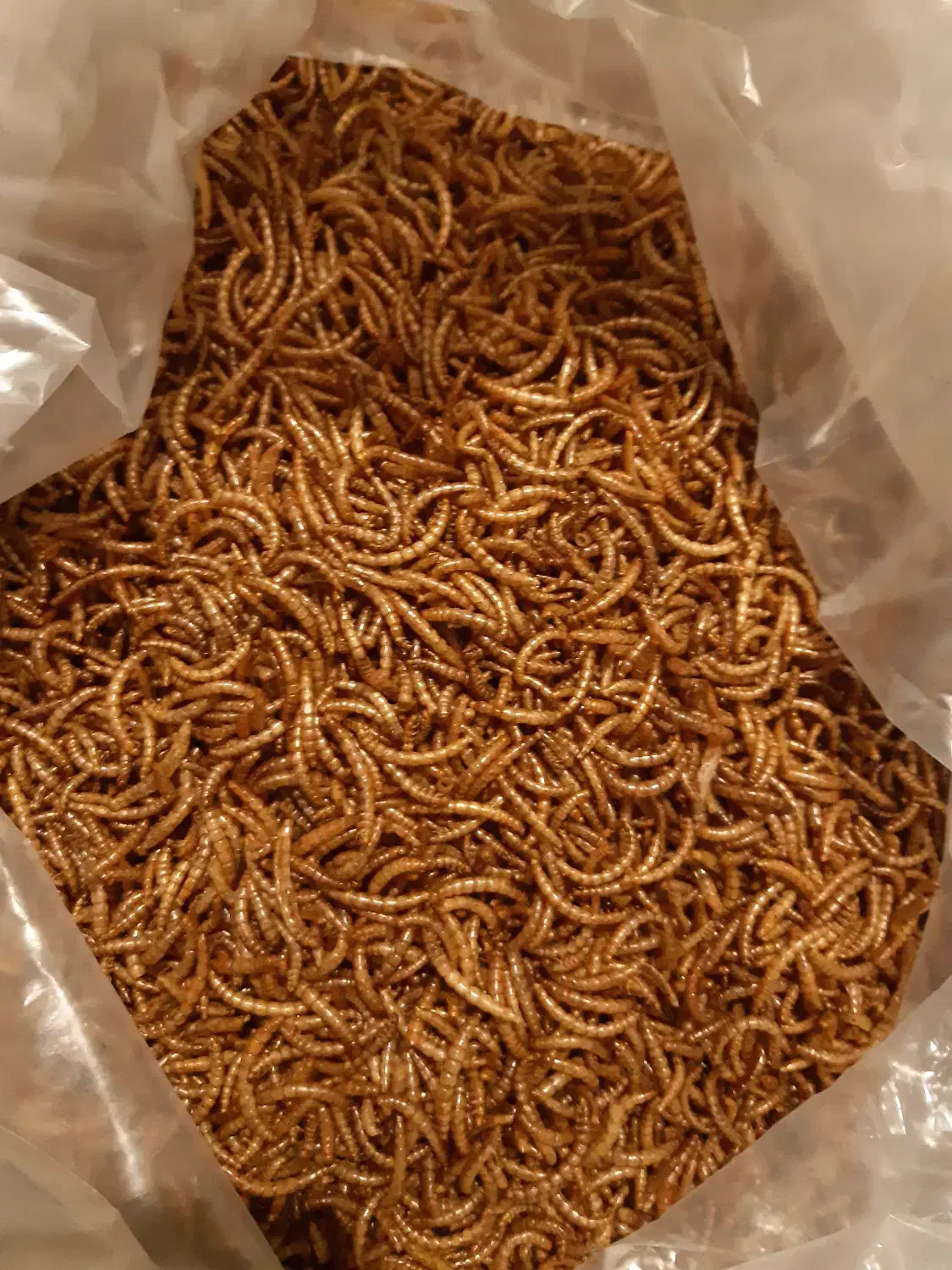 میلورم سوپر ورم زنده خشک|خزنده|اهواز, نادری|دیوار