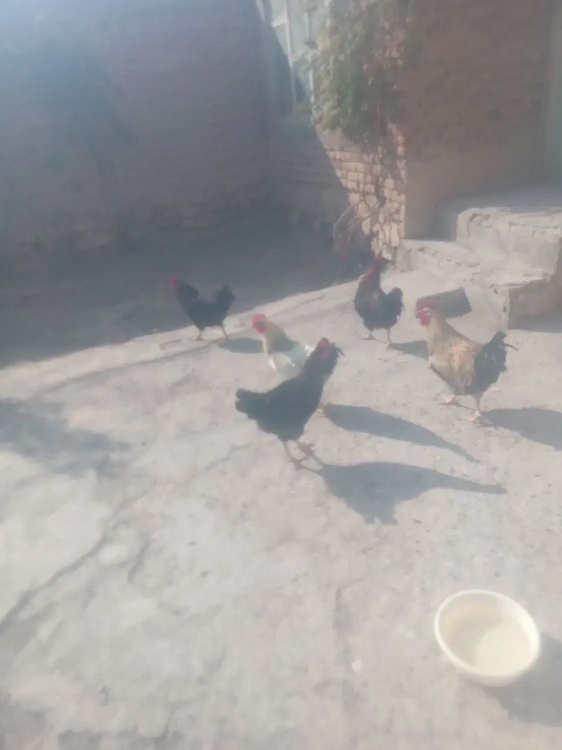 5تا خروس جوان به فروش میرسد.در مراغه هستن|پرنده|گیلوان, |دیوار