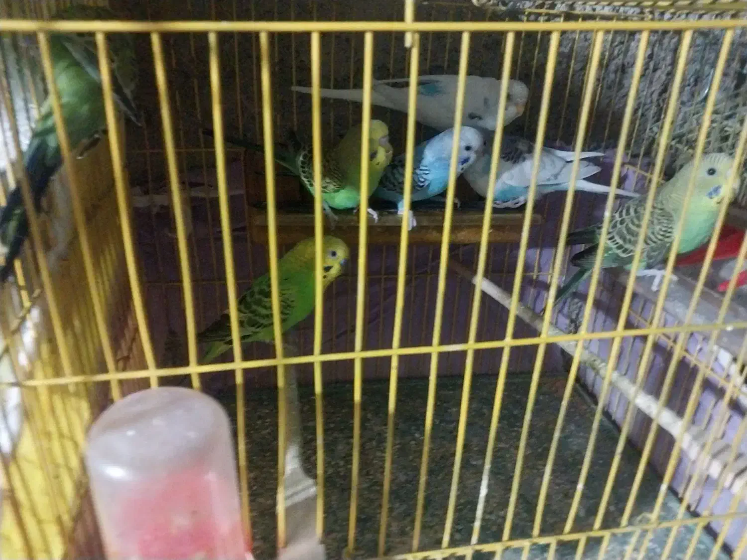 مرغ عشقان مرتب تمیز جفتی ۲۵۰|پرنده|نورآباد ممسنی, |دیوار