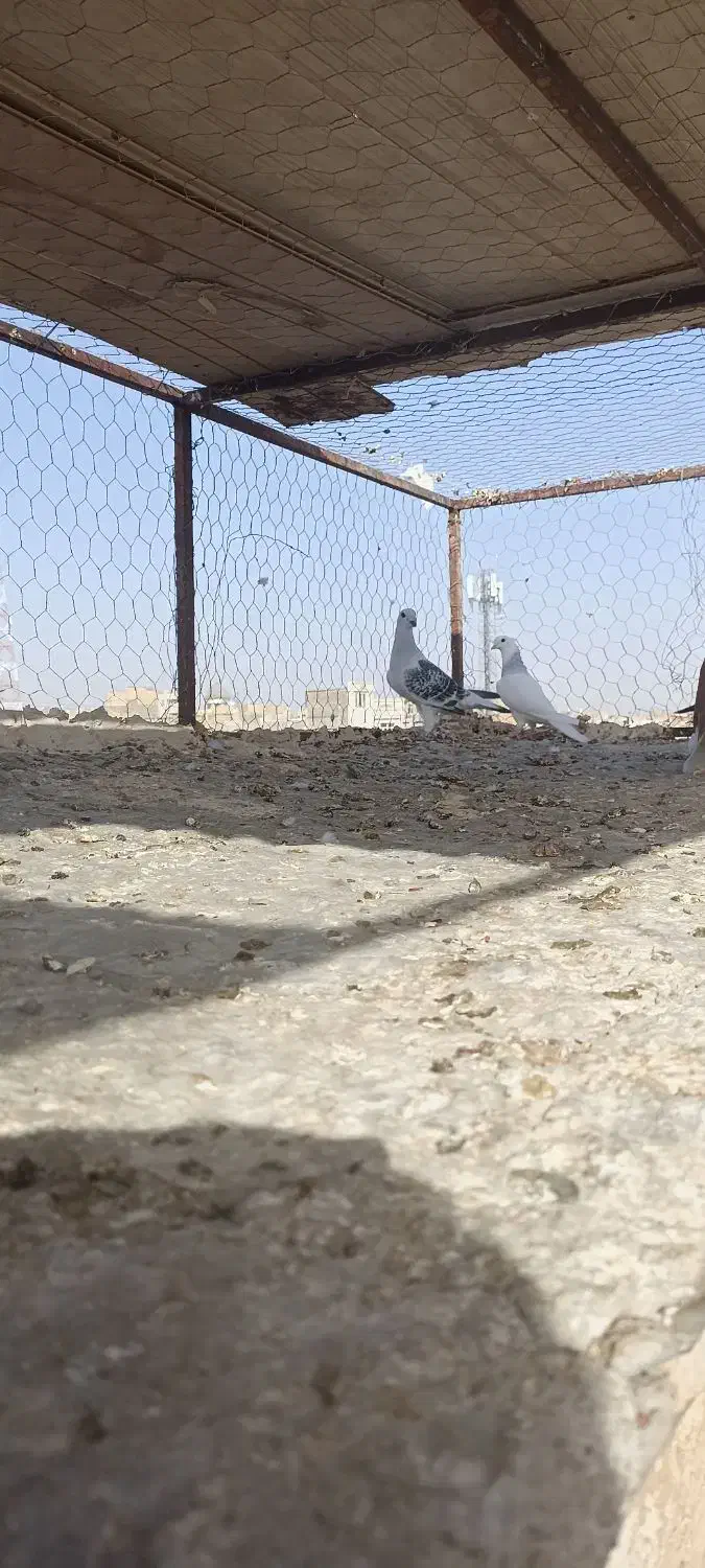 باسلام چند تا حیوان خب فروشی|پرنده|میان ولایت, |دیوار