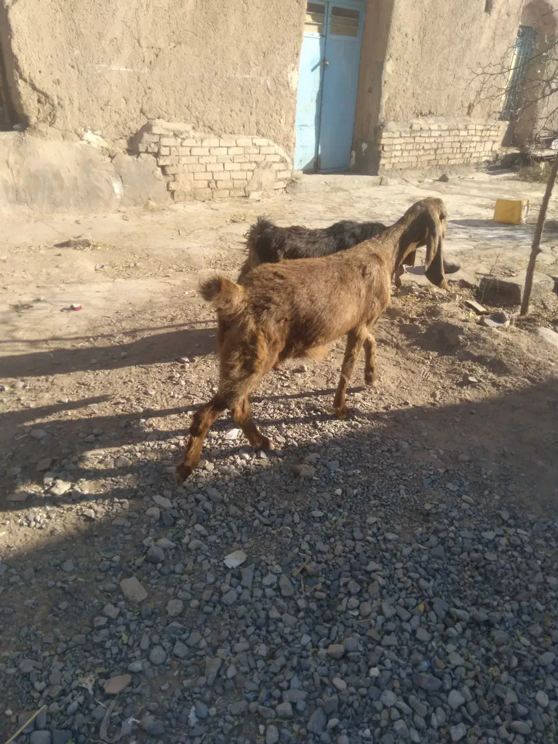 بز یکساله با بزغاله نر بزرگ فروشی|حیوانات مزرعه|بوژگان, |دیوار